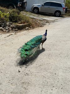 Peacock with long green and blue tail feathers walking along the road